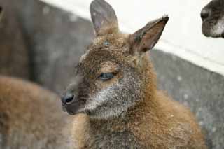 , , , , ,  ., wallaby., kangaroo, , , 