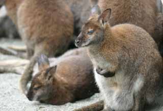 Foto, materieel, vrij, landschap, schilderstuk, bevoorraden foto,Melancholic wallabies, Kangoeroe, , , 