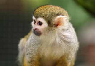 , , , , ,  .,squirrel monkey., , , , 