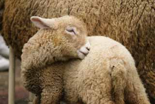 fotografia, materiale, libero il panorama, dipinga, fotografia di scorta,Agnello, agnello, pecora, lana, 