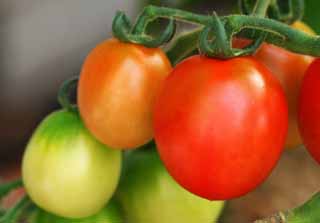 fotografia, materiale, libero il panorama, dipinga, fotografia di scorta,Pomodori, pomodoro, rosso, vegetale, 