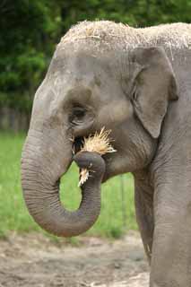 foto,tela,gratis,paisaje,fotografa,idea,Elefante comiendo, Elefante, , , Paja