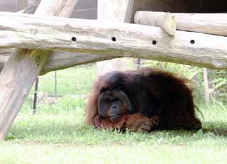 fotografia, materiale, libero il panorama, dipinga, fotografia di scorta,Orangutan, orangutan, , , 