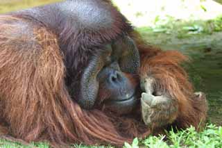 foto,tela,gratis,paisaje,fotografa,idea,Le melancola del orangutn, Orangutn, , , 