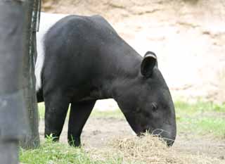 Foto, materiell, befreit, Landschaft, Bild, hat Foto auf Lager,Malaiischer Tapir, Tapir, , , 