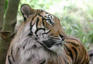 Foto, materiell, befreit, Landschaft, Bild, hat Foto auf Lager,Flchtiger Blick eines Tigers, Tiger, , , 