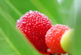 Foto, materiell, befreit, Landschaft, Bild, hat Foto auf Lager,Saftiger bayberries, bayberry, , rot, 