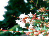 fotografia, materiale, libero il panorama, dipinga, fotografia di scorta,Fiori bianchi, fiori, , , 