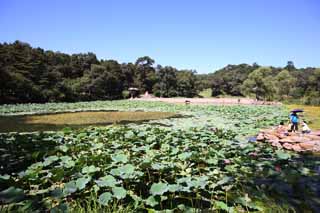 Foto, materieel, vrij, landschap, schilderstuk, bevoorraden foto,Een summering berg cottage, Scne, Lotus, Tuin, Ch'ing