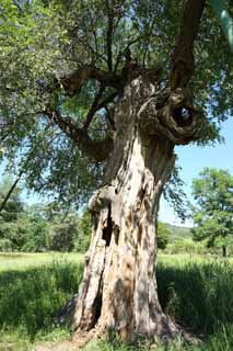 photo, la matire, libre, amnage, dcrivez, photo de la rserve,Une petite maison de la montagne du summering a vieilli l'arbre, L'aboiement, Green, plaine de herbe, Ch'ing