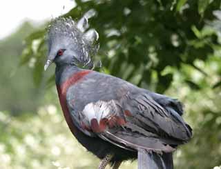 photo,material,free,landscape,picture,stock photo,Creative Commons,Band-tailed pigeon, pigeon, , , 