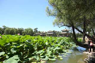 photo, la matire, libre, amnage, dcrivez, photo de la rserve,Petite maison de montagne Summering ShuiXinPavilion, lotus, Coloris Riche, Est-ce que c'est une charmille?, Ch'ing