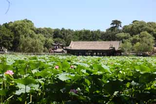 photo, la matire, libre, amnage, dcrivez, photo de la rserve,Summering montagne petite maison lion fort, Un arbre, collection de chef-d'oeuvre littraires, lotus, Ch'ing