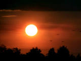 Foto, materieel, vrij, landschap, schilderstuk, bevoorraden foto,Vogelstand op de zonsondergang, Zonsondergang, Vogelstand, , 