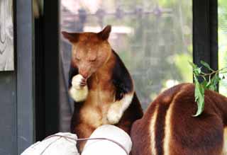 photo,material,free,landscape,picture,stock photo,Creative Commons,Tree kangaroos, kangaroo, , , 