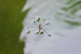 photo,material,free,landscape,picture,stock photo,Creative Commons,Waterstrider, waterstrider, , , 