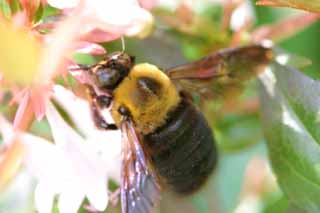 Foto, materieel, vrij, landschap, schilderstuk, bevoorraden foto,Abelia en een bee, Abelia, Bee, , 