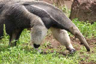 photo,material,free,landscape,picture,stock photo,Creative Commons,Giant anteater, anteater, , , 