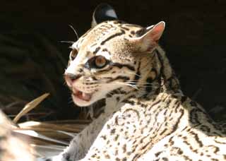 , , , , ,  .,ocelot., ocelot, , , 