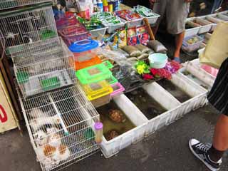 foto,tela,gratis,paisaje,fotografa,idea,Un mercado de borde oriental, Tienda, Mercado, Gato, Tortuga