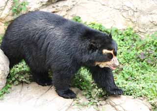 photo,material,free,landscape,picture,stock photo,Creative Commons,Spectacled bear , spectacled bear , bear, , 