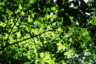 Foto, materieel, vrij, landschap, schilderstuk, bevoorraden foto,Groene mozaiek, Vrijaf, Doorgeseinde verlichting, Inschrijving groen, 