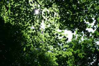 Foto, materieel, vrij, landschap, schilderstuk, bevoorraden foto,Nieuw groen baldakijn, Vrijaf, Doorgeseinde verlichting, Inschrijving groen, Zon