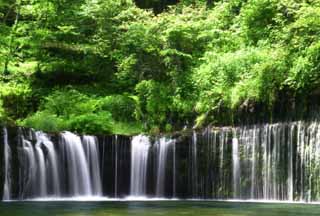 foto,tela,gratis,paisaje,fotografa,idea,Cascada de Shiraito, Cascada, Torrente, Verde tierno, Ro