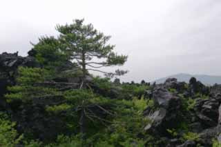 photo,material,free,landscape,picture,stock photo,Creative Commons,Pine tree on lava, pine, lava, rock, 