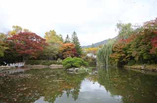 fotografia, materiale, libero il panorama, dipinga, fotografia di scorta,Il tempio di terra di un Budda, Foglie colorate, stagno, Foglie morte, giardino