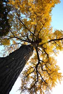 foto,tela,gratis,paisaje,fotografa,idea,YuGarden, Jardn de casa de santuario chino, Ginkgo, rbol de maidenhair, Permisos de color