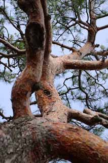 fotografia, materiale, libero il panorama, dipinga, fotografia di scorta,Abbaio di un pino rosso, cielo blu, scorza di albero, rosso, pino