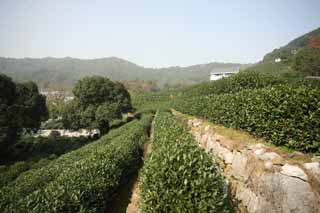 Foto, materieel, vrij, landschap, schilderstuk, bevoorraden foto,Een Chinees groene thee-vel, Thee, Groene thee, Chinees thee, Thee beplanting