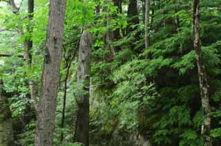 fotografia, materiale, libero il panorama, dipinga, fotografia di scorta,Bel legno, verde, albero, permesso, 