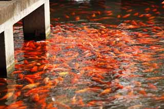 fotografia, material, livra, ajardine, imagine, proveja fotografia,Uma perspectiva em porto de peixe de flor, orla, Saiko, A superfcie da gua, peixe-vermelho