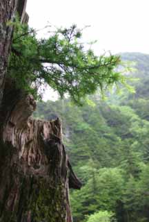 Foto, materiell, befreit, Landschaft, Bild, hat Foto auf Lager,Knospen Sie von einer alten Zeder, Zeder, Baum, Knospe, 