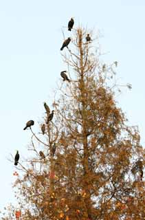 photo,material,free,landscape,picture,stock photo,Creative Commons,Xi-hu lake, branch, Saiko, , crowd