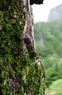 photo,material,free,landscape,picture,stock photo,Creative Commons,Mossy old cedar, cedar, tree, moss, 