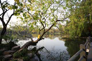 Foto, materiell, befreit, Landschaft, Bild, hat Foto auf Lager,Drei Schwimmbder, die den Mond spiegeln, Teich, Saiko, Oberflche eines Sees, Baum