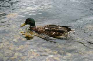 photo,material,free,landscape,picture,stock photo,Creative Commons,Swimming duck, river, duck, , 