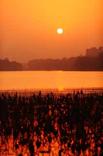 Foto, materieel, vrij, landschap, schilderstuk, bevoorraden foto,Schemering van de Xi-hu plas, Lotus, De zon, Instelling zon, De oppervlakte van het water