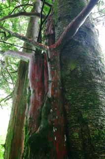 Foto, materiell, befreit, Landschaft, Bild, hat Foto auf Lager,Agglutination der Bume, Rinde, Baum, , 