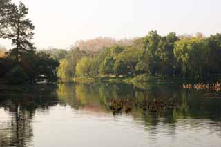 photo,material,free,landscape,picture,stock photo,Creative Commons,A House of music-like load, The surface of the water, lotus, surface of a lake, willow