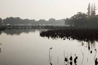 photo,material,free,landscape,picture,stock photo,Creative Commons,A House of music-like load, bridge, lotus, surface of a lake, willow