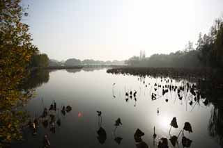 fotografia, material, livra, ajardine, imagine, proveja fotografia,Uma Casa de msica-como carga, ponte, loto, superfcie de um lago, salgueiro