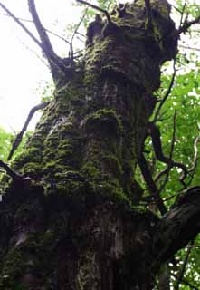 photo,material,free,landscape,picture,stock photo,Creative Commons,Tree wearing moss, bark, tree, moss, 