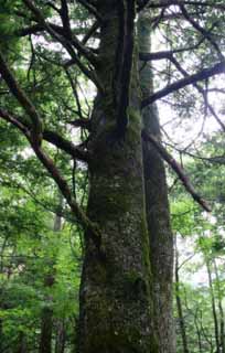 fotografia, materiale, libero il panorama, dipinga, fotografia di scorta,L'agglutinazione di alberi, abbaio, albero, , 