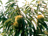 photo,material,free,landscape,picture,stock photo,Creative Commons,Chestnut pods, tree, chesnut, , 