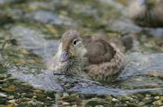 Foto, materiell, befreit, Landschaft, Bild, hat Foto auf Lager,Das Auge von Entenkken, Fluss, Ente, , 