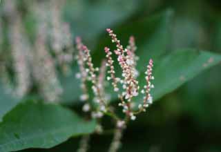 Foto, materiell, befreit, Landschaft, Bild, hat Foto auf Lager,Kleine weie Blumen, rosa, wei, , 